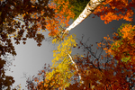 photo thumbnail #15