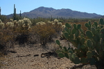 photo thumbnail #3