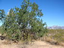 photo thumbnail #4