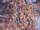 photo thumbnail #8