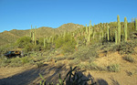 photo thumbnail #1