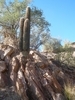 photo thumbnail #12
