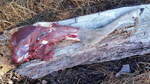 photo thumbnail #9