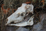 photo thumbnail #5