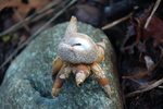 photo thumbnail #11