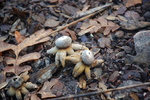 photo thumbnail #12