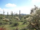 photo thumbnail #4