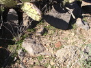 photo thumbnail #4