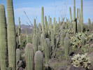 photo thumbnail #11