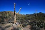 photo thumbnail #8