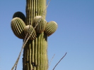 photo thumbnail #4