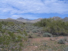photo thumbnail #12