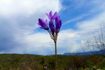 photo thumbnail #6