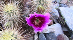 photo thumbnail #2
