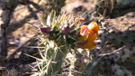 photo thumbnail #11