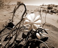 photo thumbnail #11