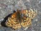 photo thumbnail #3