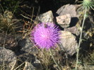 photo thumbnail #9