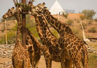 photo thumbnail #6