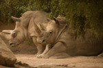 photo thumbnail #11