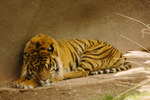 photo thumbnail #12
