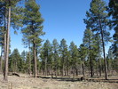 photo thumbnail #4