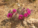 photo thumbnail #4