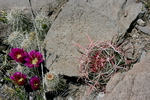 photo thumbnail #6