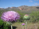 photo thumbnail #3
