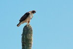 photo thumbnail #13