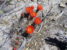 photo thumbnail #12