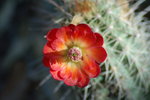 photo thumbnail #4