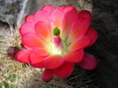 photo thumbnail #7
