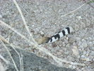 photo thumbnail #9