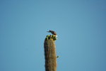 photo thumbnail #1