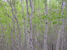 photo thumbnail #14