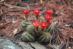 photo thumbnail #7