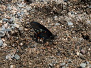 photo thumbnail #12