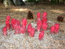 photo thumbnail #9