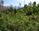 photo thumbnail #5