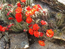 photo thumbnail #6