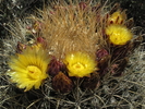 photo thumbnail #8