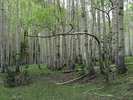 photo thumbnail #15