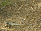 photo thumbnail #13