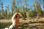 photo thumbnail #2