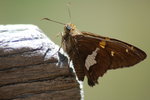 photo thumbnail #5