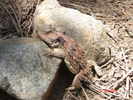 photo thumbnail #12