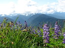 photo thumbnail #1