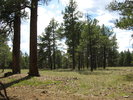photo thumbnail #13