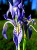 photo thumbnail #1